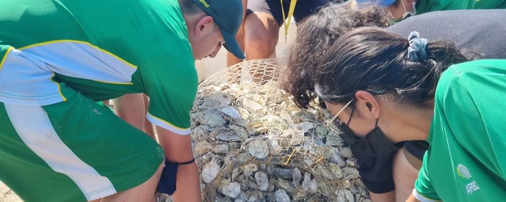 Leading Ecological School, The Arbor School, And Top Dubai Restaurant, The MAINE, Join Forces To Restore The UAEs Oyster Reefs