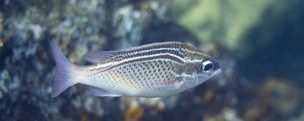 NYU Abu Dhabi Researchers Identify Unique Survival Strategies Adopted By Fish In The World’s Warmest Waters